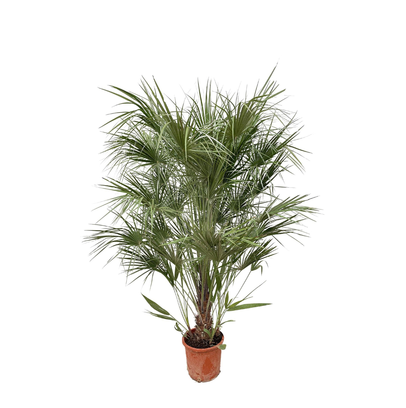 Chamaerops Humilis struik ↕ 170 cm hoog ⟷ 30 cm pot