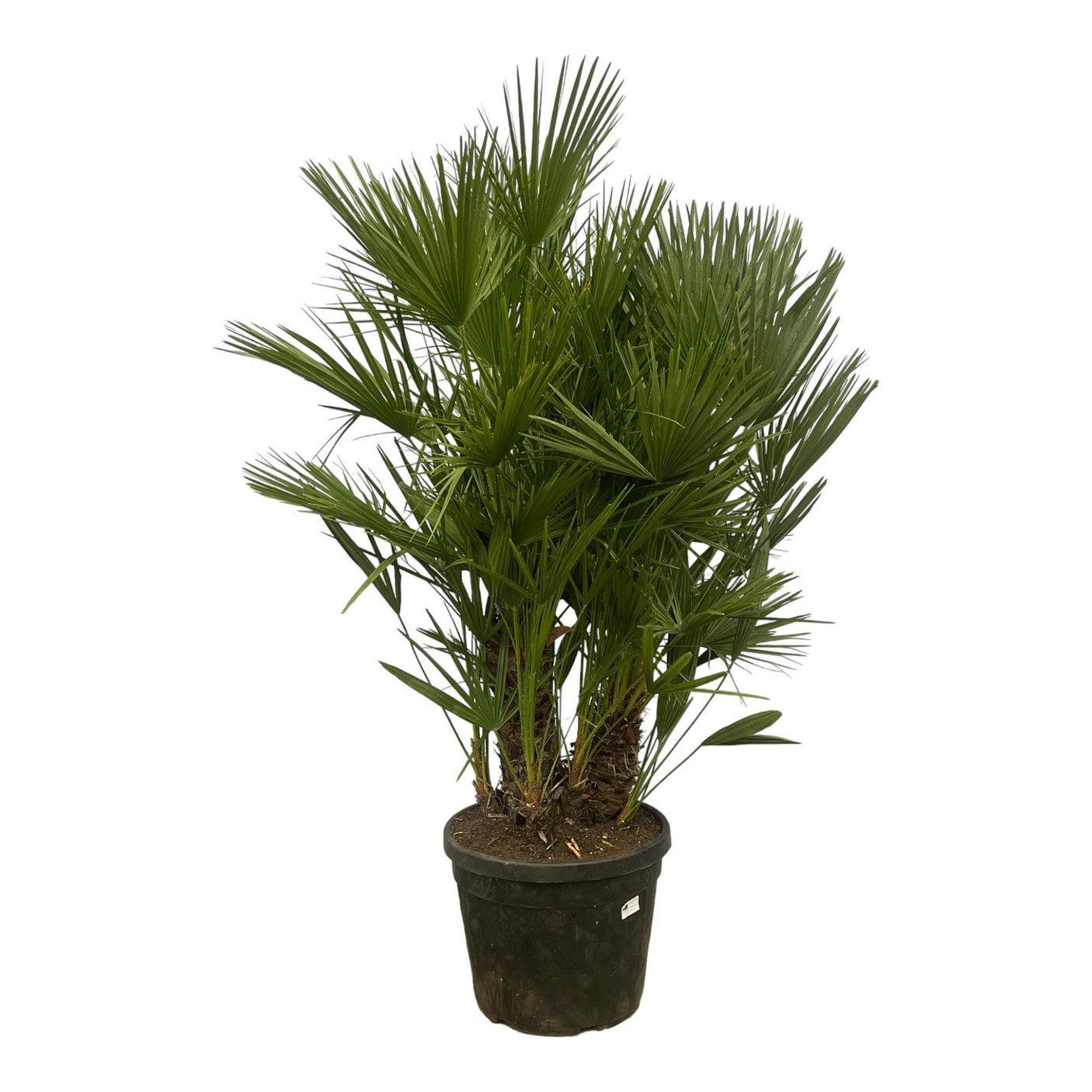 Chamaerops Humilis multi stam ↕ 180 cm hoog ⟷ 45 cm pot