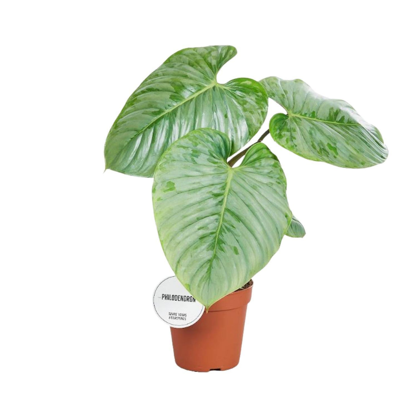 Philodendron Sodiroi ↕ 40 cm hoog ⟷ 15 cm pot