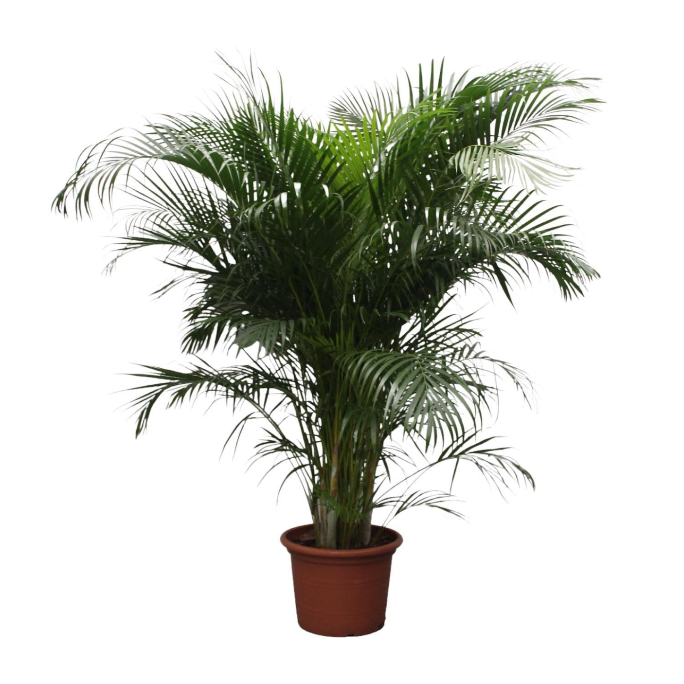 Dypsis Lutescens Areca Palm ↕ 230 cm hoog  ⟷ 40 cm pot