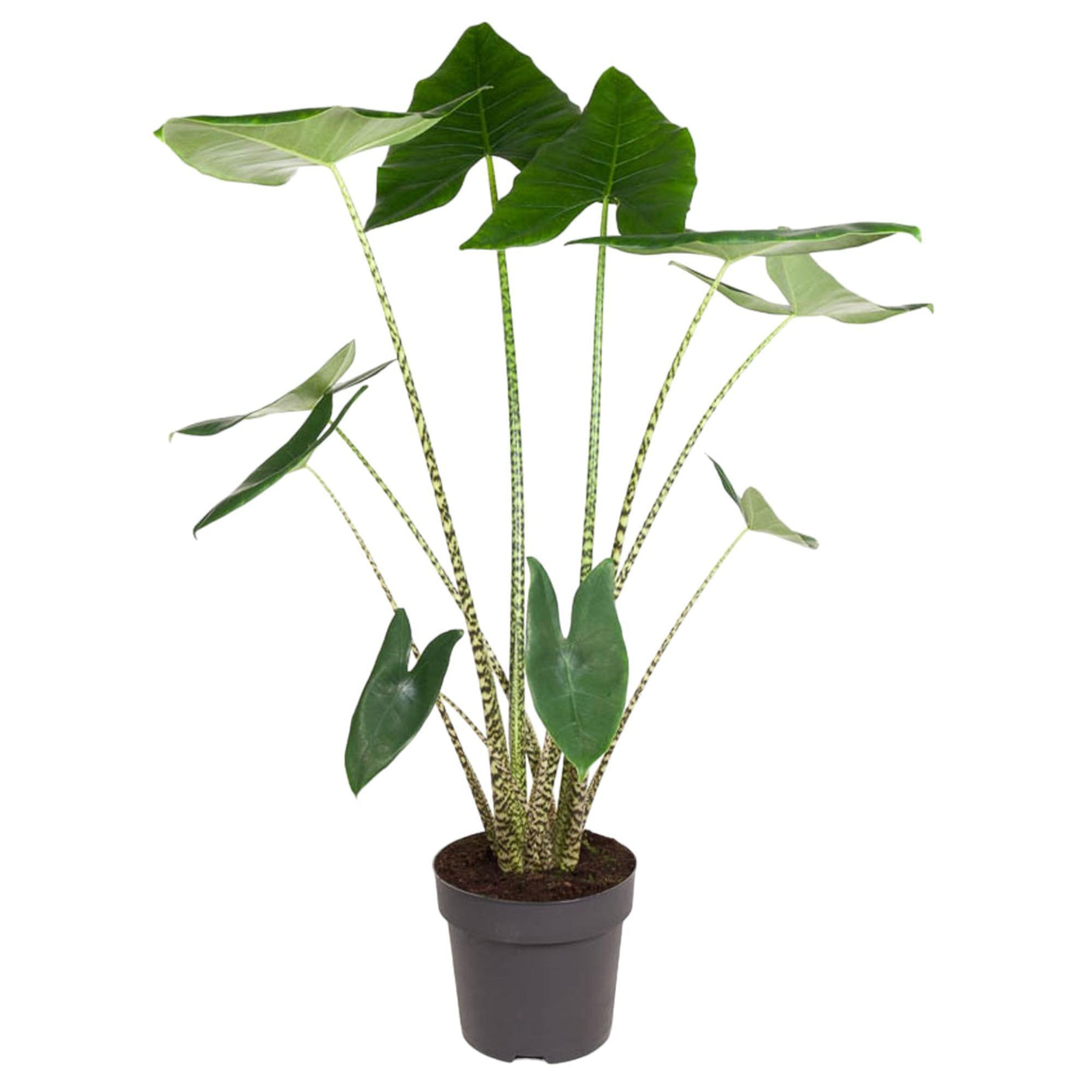 Alocasia Zebrina ↕ 130 cm hoog  ⟷ 32 cm pot
