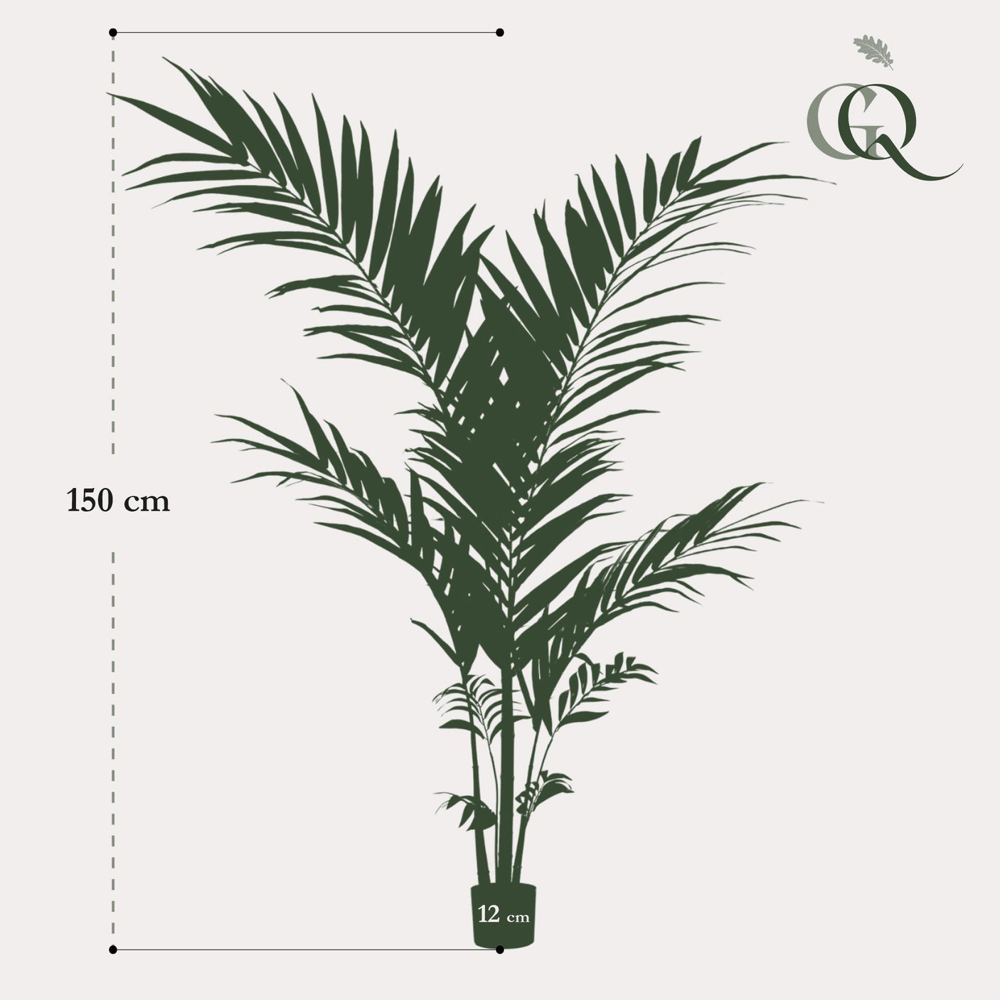 Kentia -Kentiapalm - ↕ 150 cm hoog ⟷ 12 cm pot