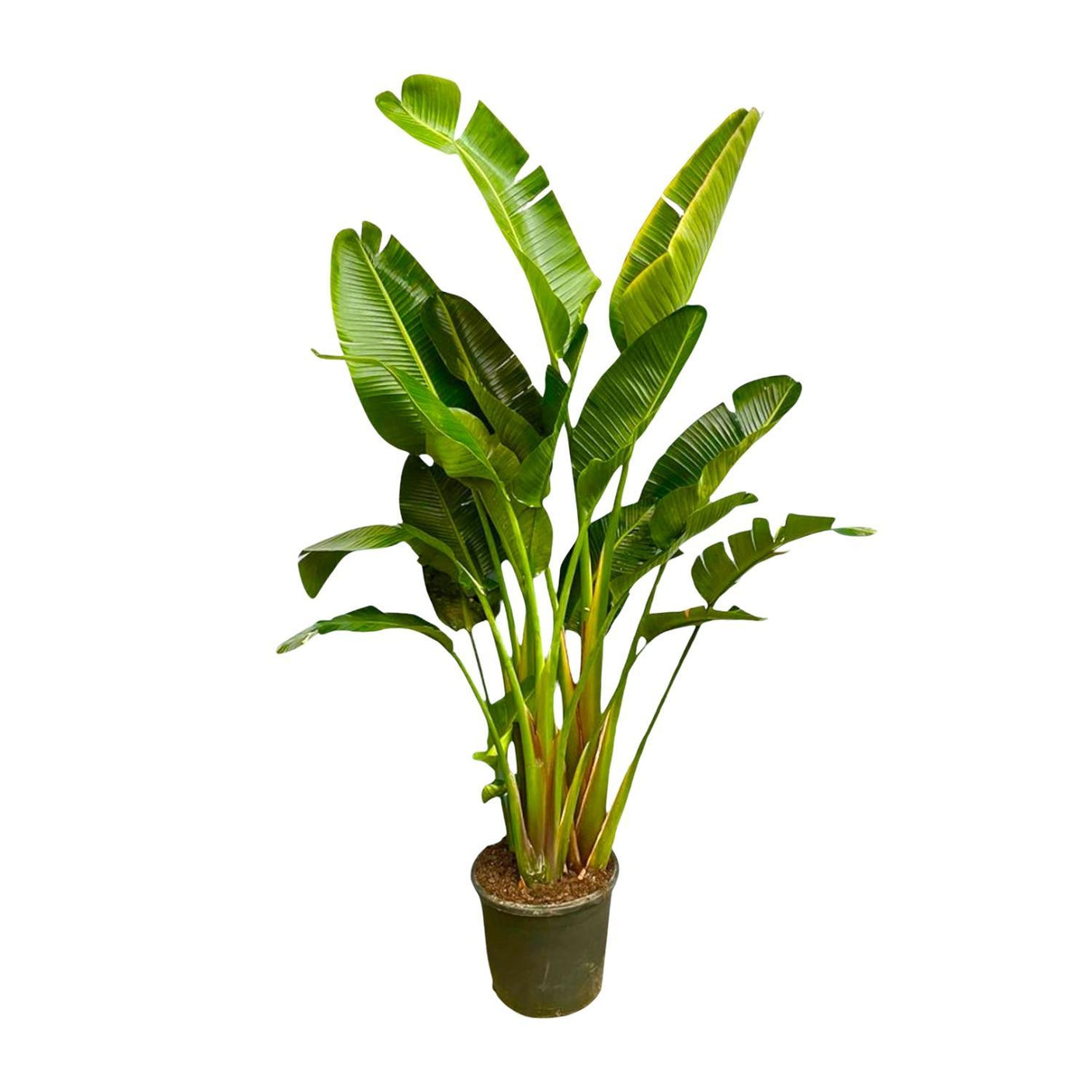 Strelitzia Augusta Multi Stam ↕ 250  cm hoog  ⟷ 50 cm pot