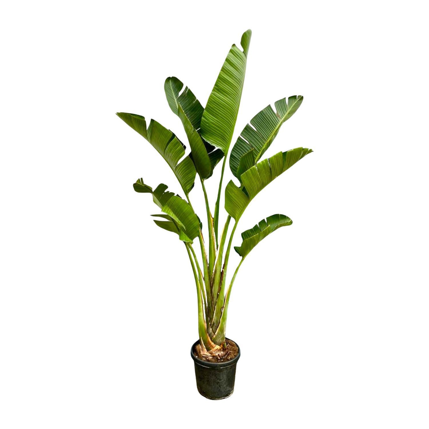 Strelitzia Augusta ↕ 250 cm hoog ⟷ 45 cm pot