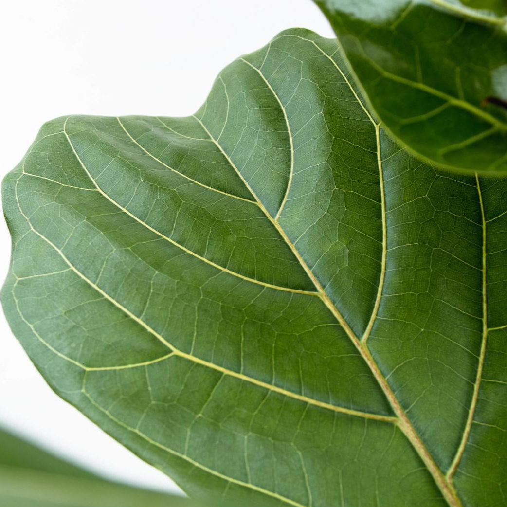 Ficus Lyrata struik ↕ 150 cm hoog  ⟷ 30 cm pot