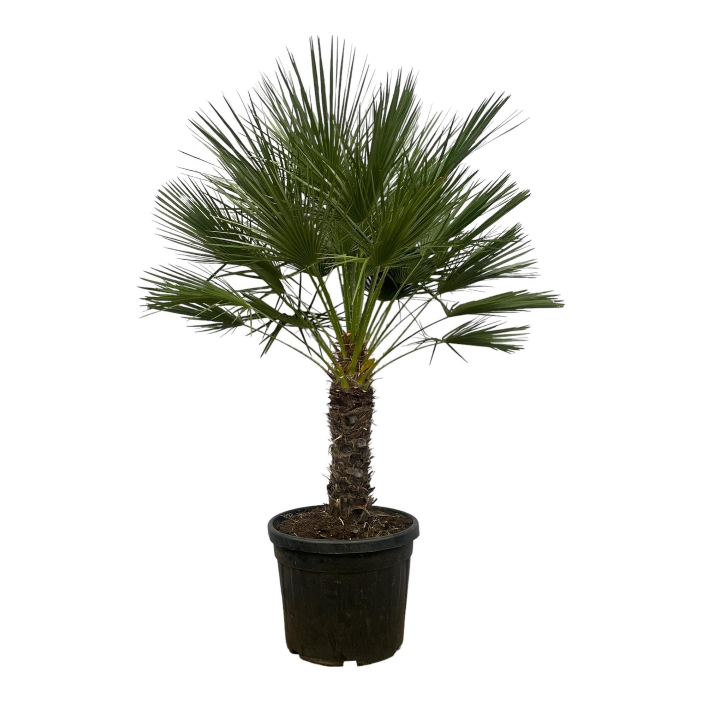 Chamaerops Humilis op stam ↕ 180 cm hoog ⟷ 45 cm pot