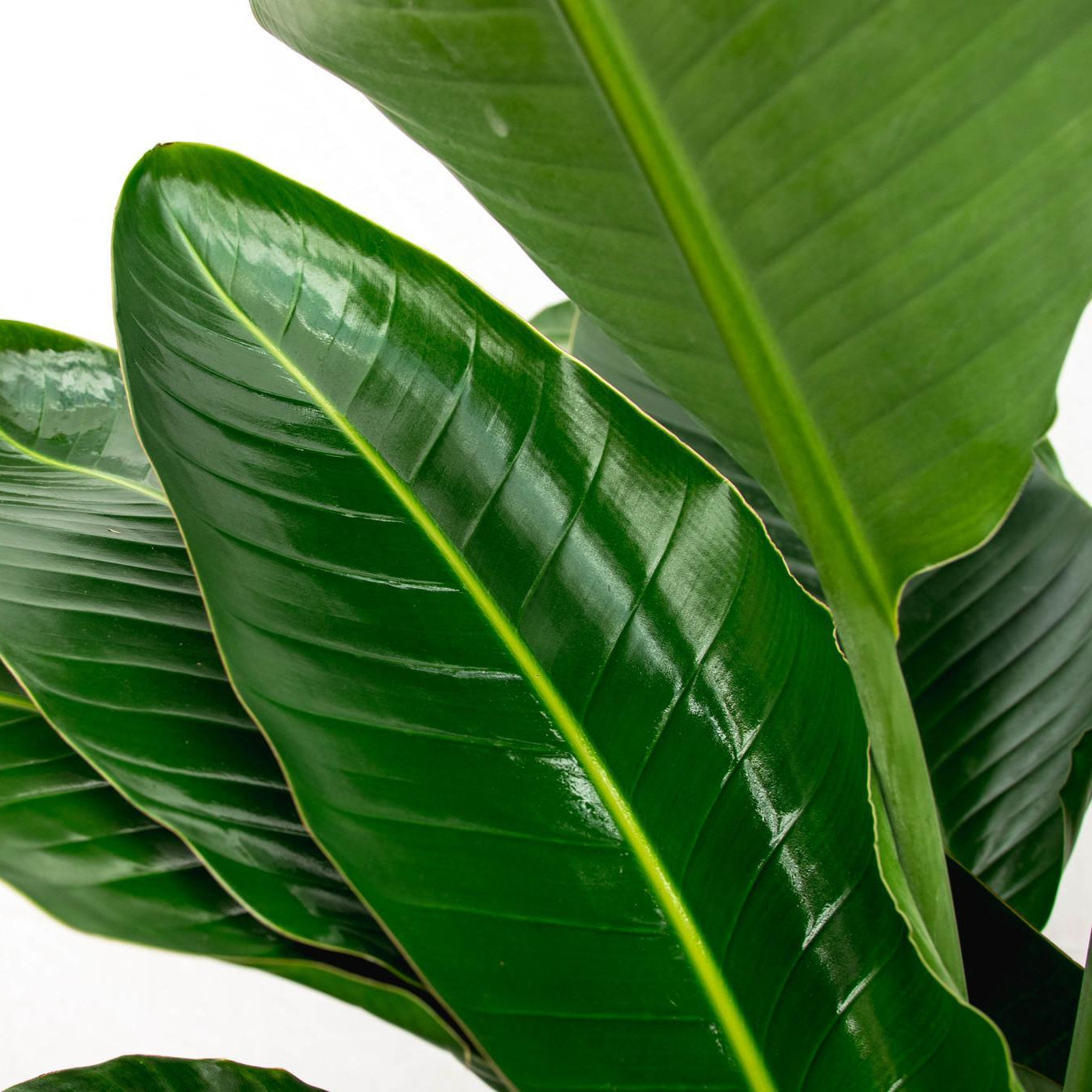 Strelitzia Nicolai ↕ 150 cm hoog  ⟷ 24 cm pot