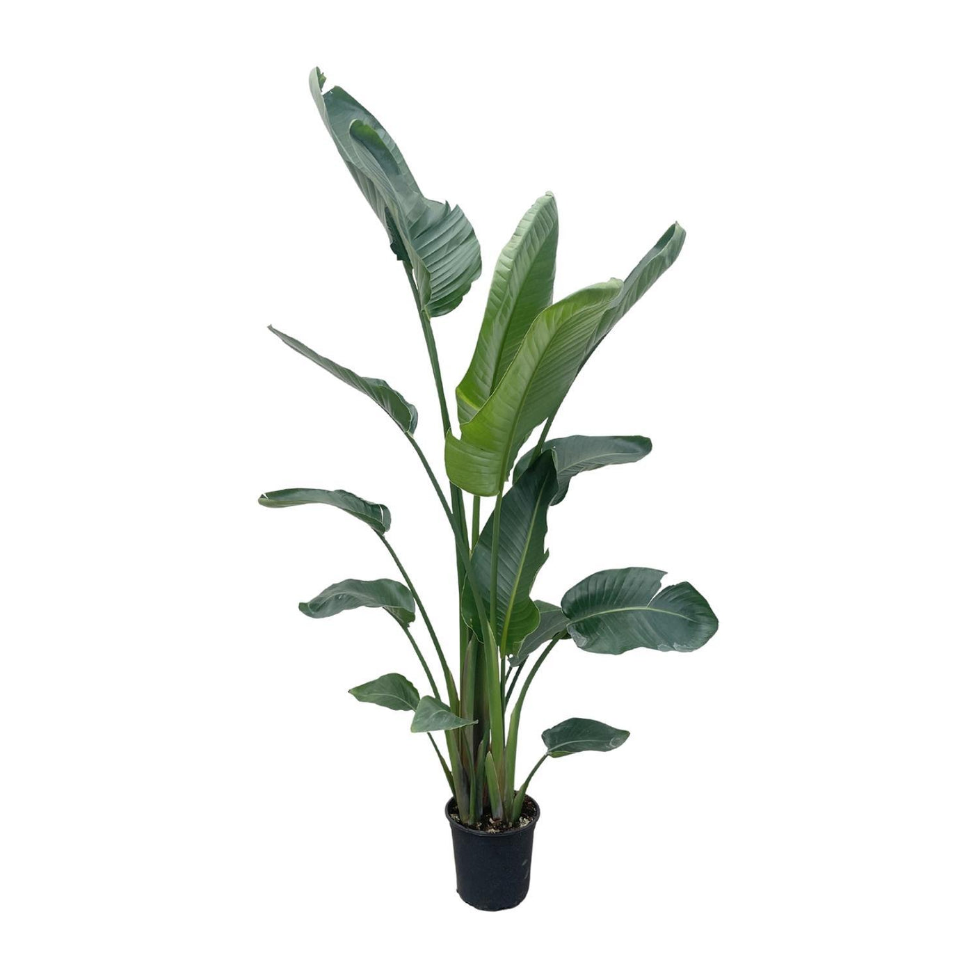 Strelitzia Nicolai ↕ 225 cm hoog  ⟷ 30 cm pot