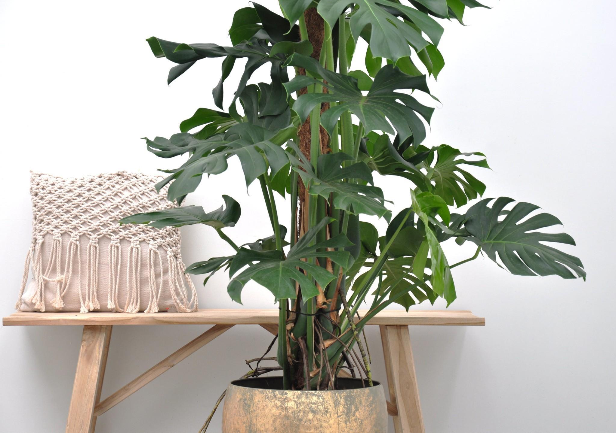 Monstera Deliciosa  ↕ 150 cm hoog  ⟷ 27 cm pot