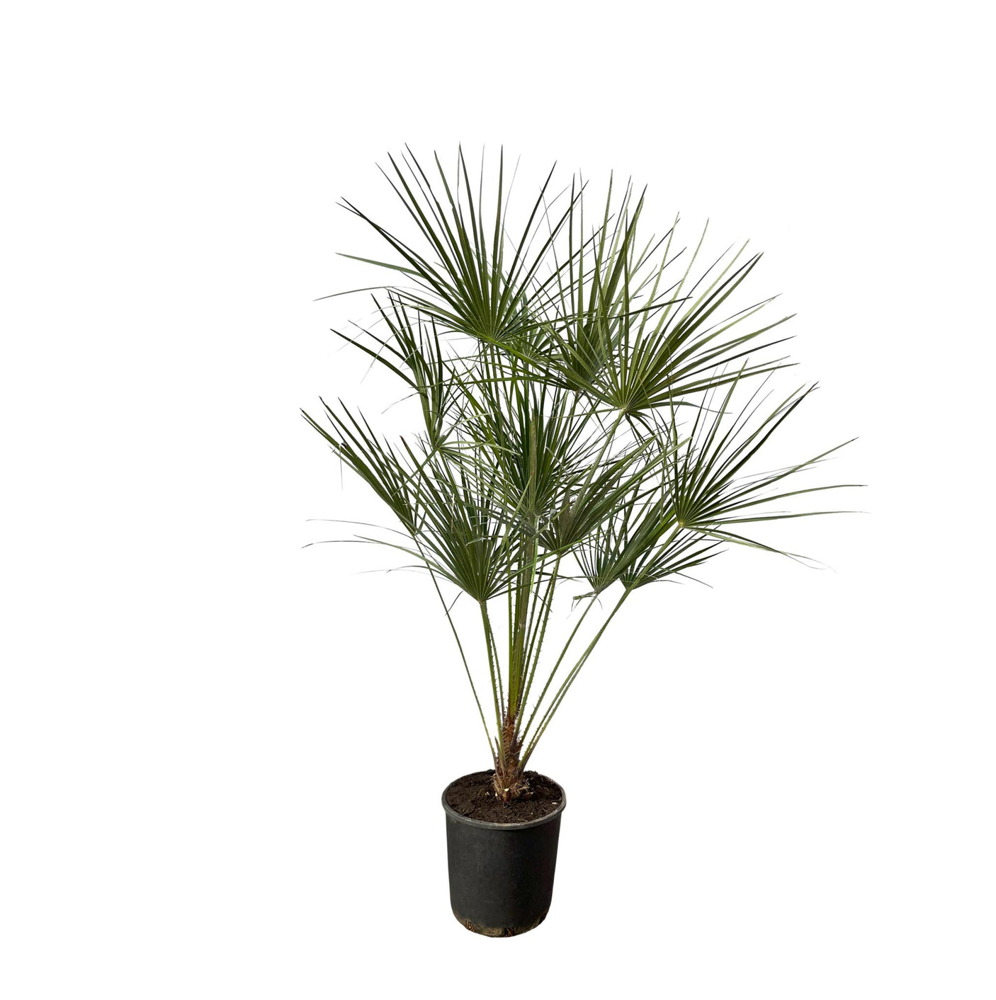 Chamaerops Humilis op stam ↕ 160 cm hoog ⟷ 28 cm pot