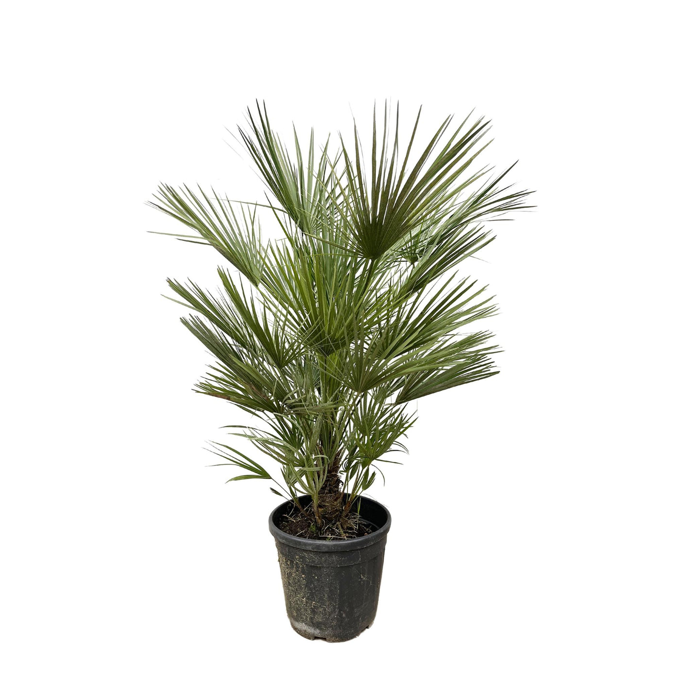 Chamaerops Humilis struik ↕ 150 cm hoog ⟷ 30 cm