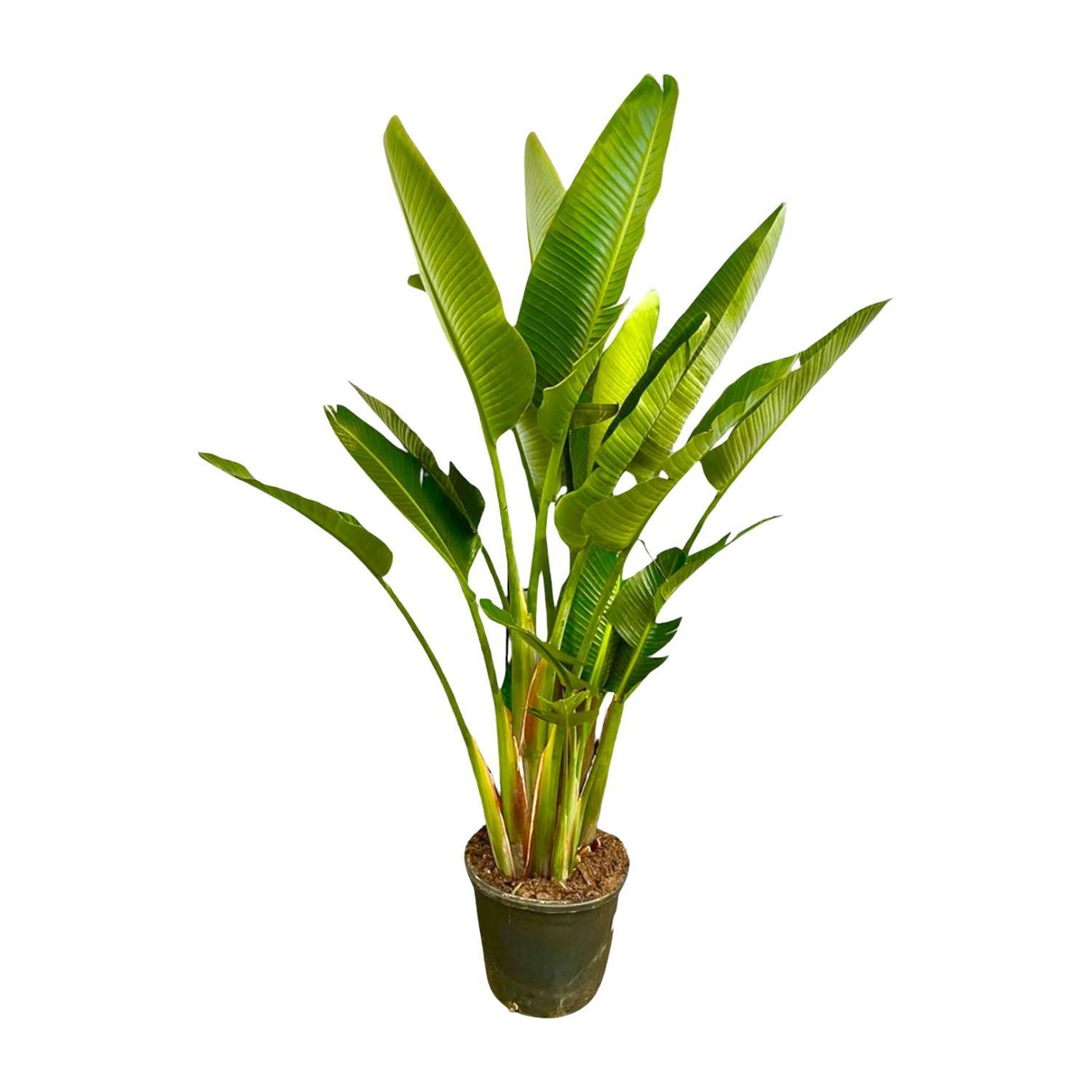 Strelitzia Augusta Multi Stam ↕ 225 cm hoog  ⟷ 40 cm pot