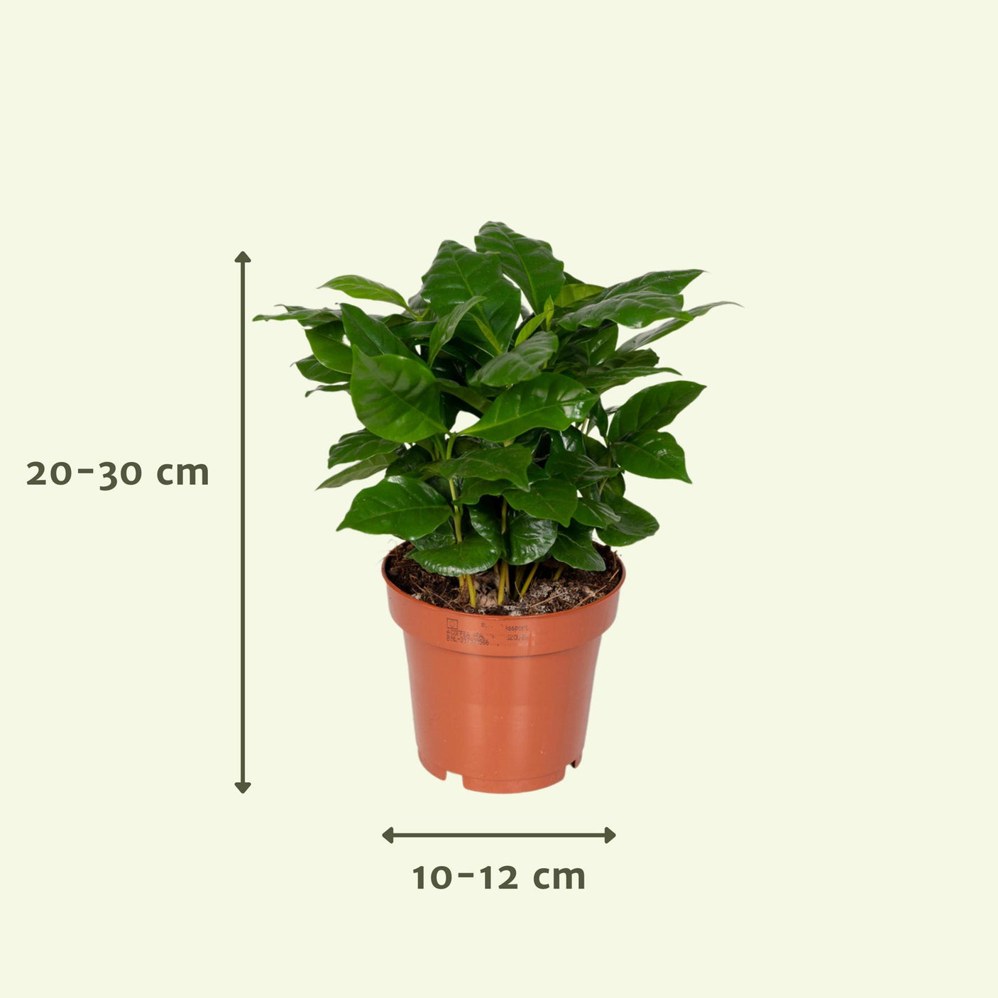 Plantaza Groene Verrassingsbox ↕ 20-30 cm hoog ⟷ 10-12 cm pot - 8 kamerplanten
