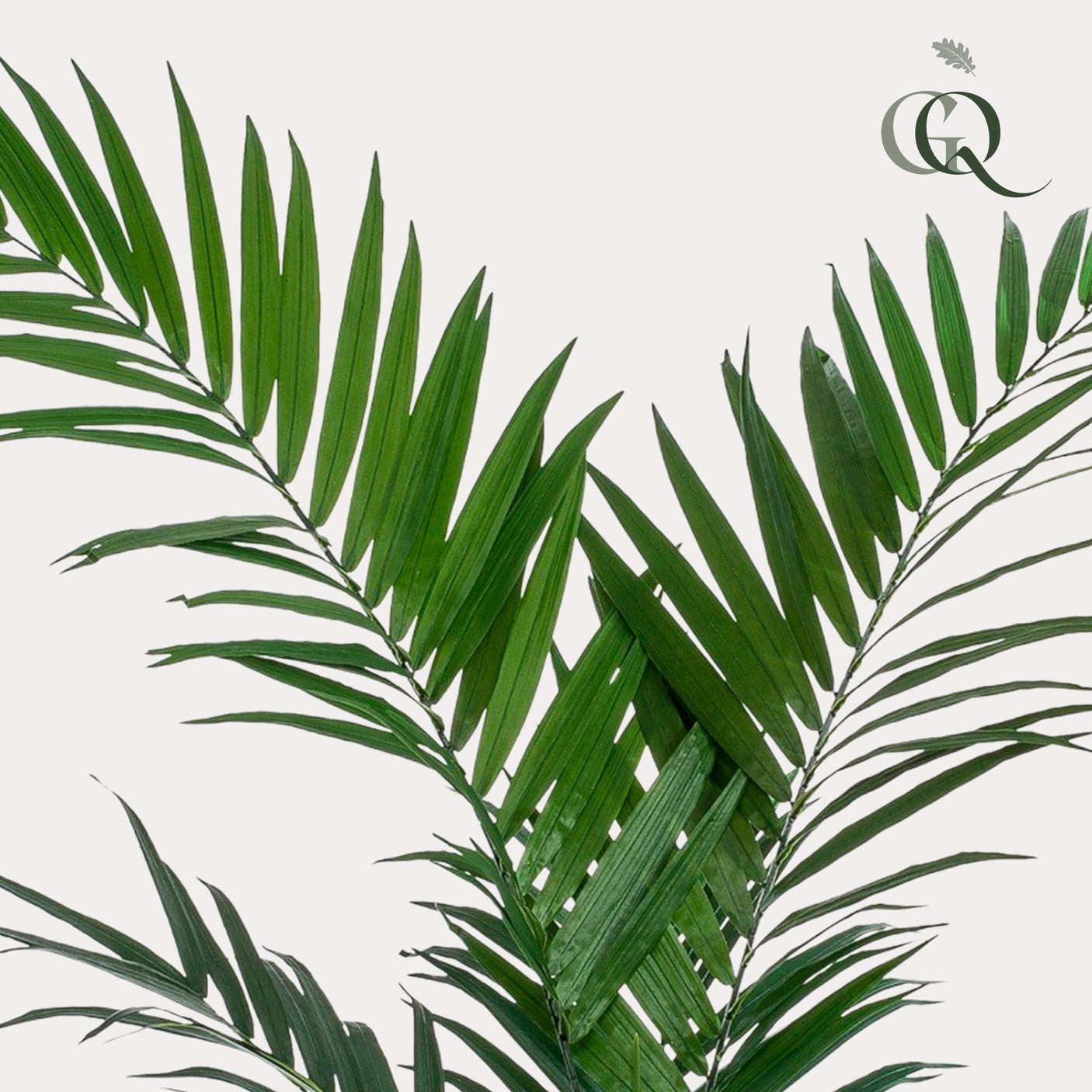 Kentia -Kentiapalm - ↕ 150 cm hoog ⟷ 12 cm pot