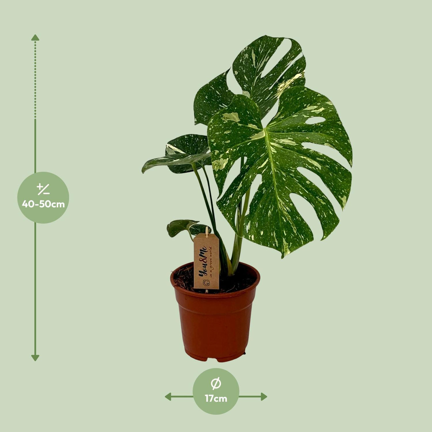 Monstera Deliciosa ↕ 50 cm hoog ⟷ 15 cm pot
