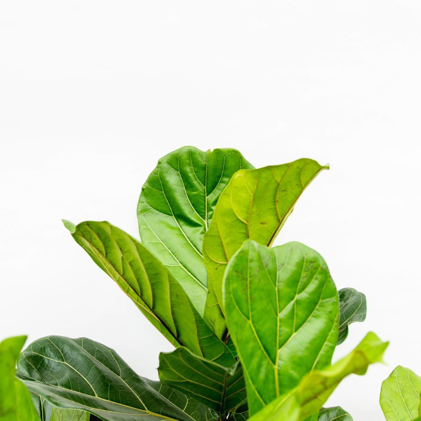 Ficus Lyrata vertakt ↕ 170 cm hoog  ⟷ 32 cm pot