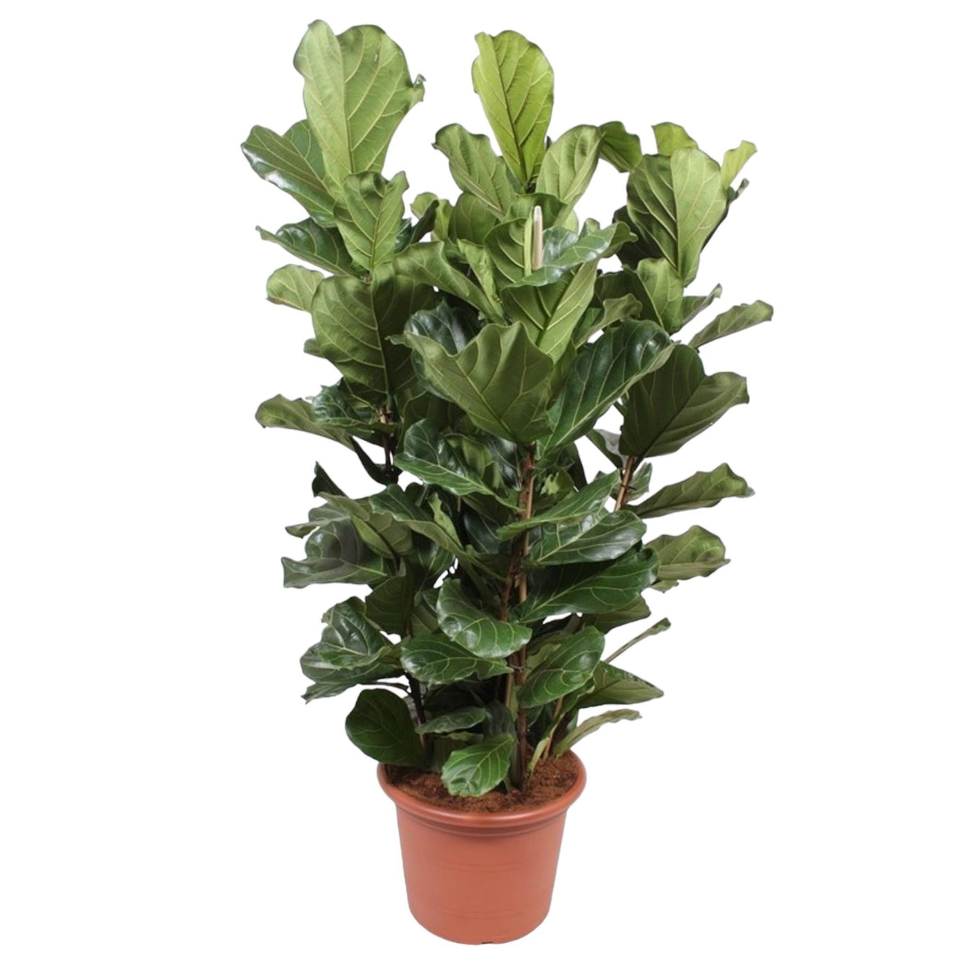 Ficus Lyrata struik ↕ 200 cm hoog ⟷ 50 cm pot