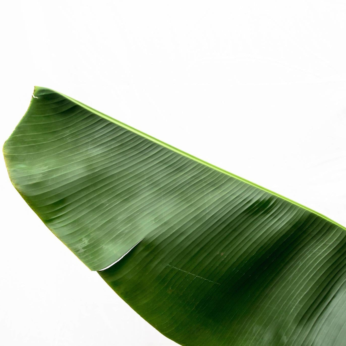 Musa ↕ 170 cm hoog  ⟷ 30 cm pot