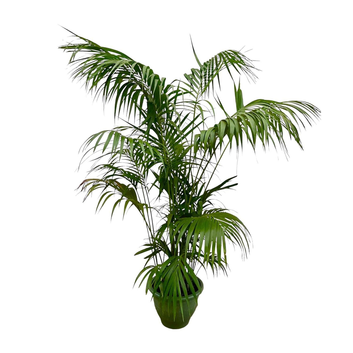 Kentia Palm ↕ 260 cm hoog  ⟷ 35 cm pot