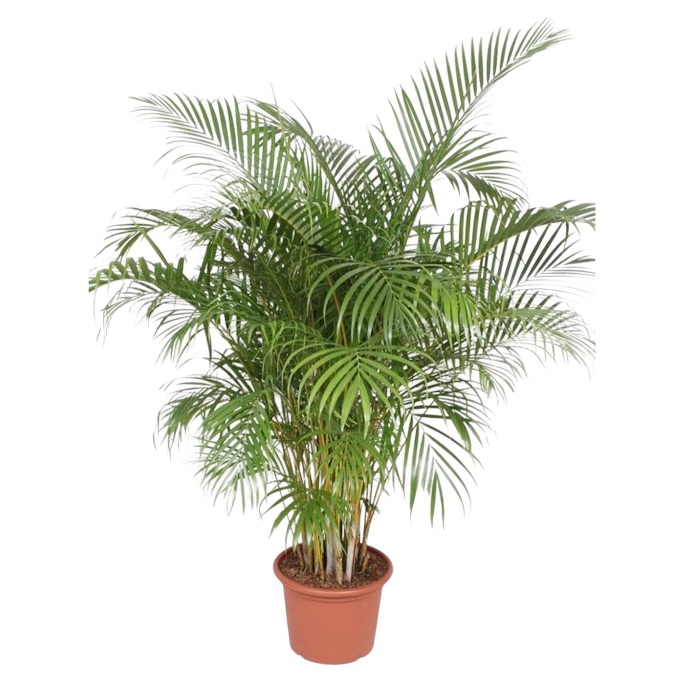 Dypsis Lutescens Areca Palm ↕ 200 cm hoog ⟷ 40 cm pot
