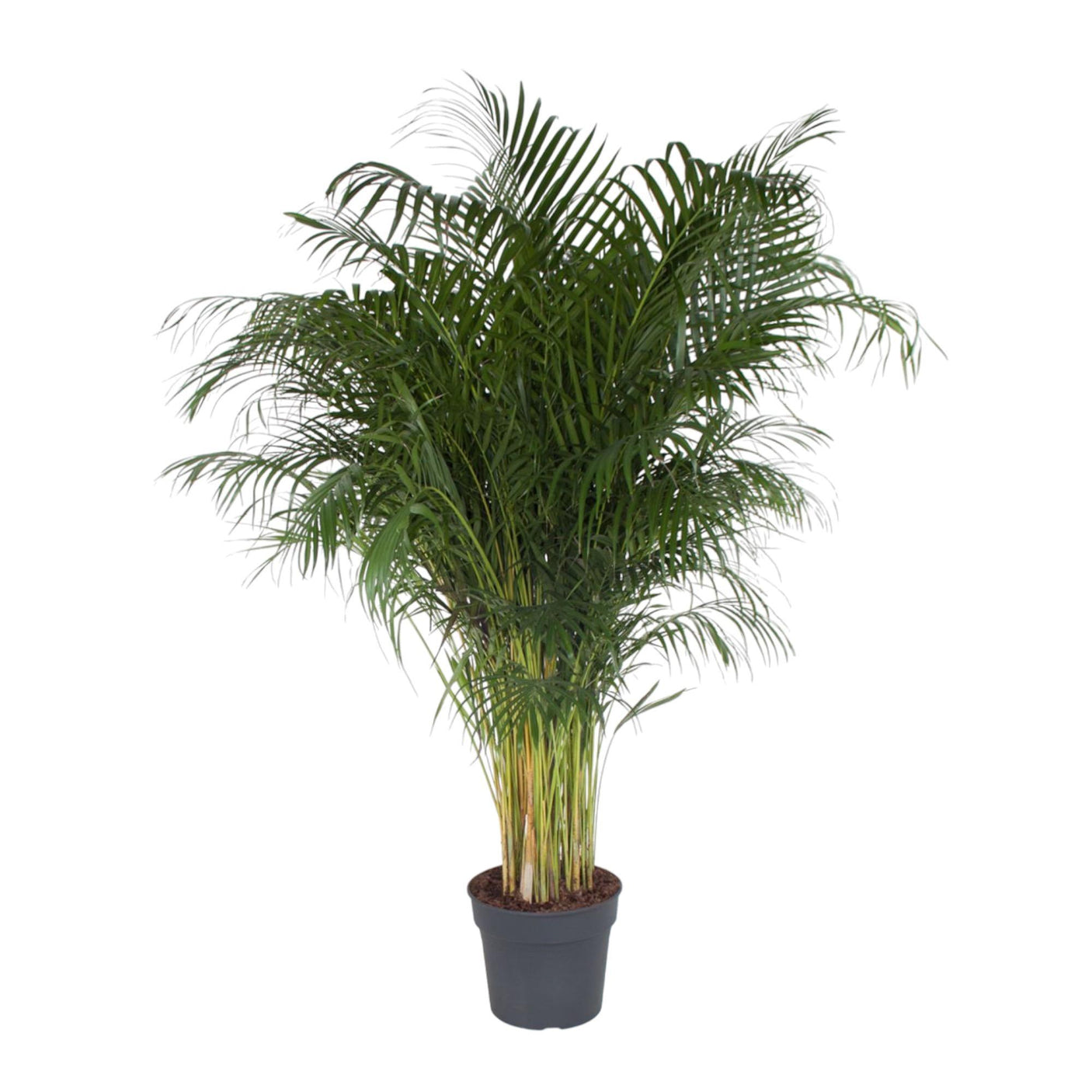 Dypsis Lutescens Areca Palm↕ 200 cm hoog  ⟷ 34 cm pot