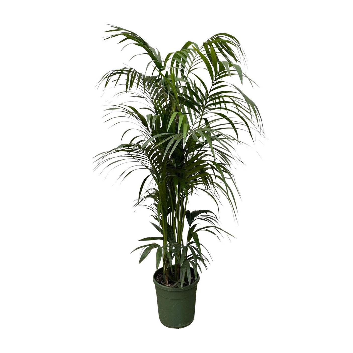 Kentia palm ↕ 220 cm hoog  ⟷ 38 cm pot