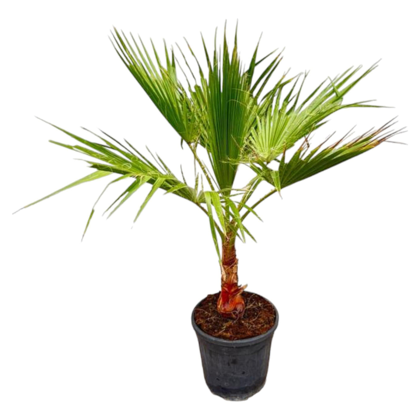 Washingtonia Robusta ↕ 100 cm hoog ⟷ 21 cm pot