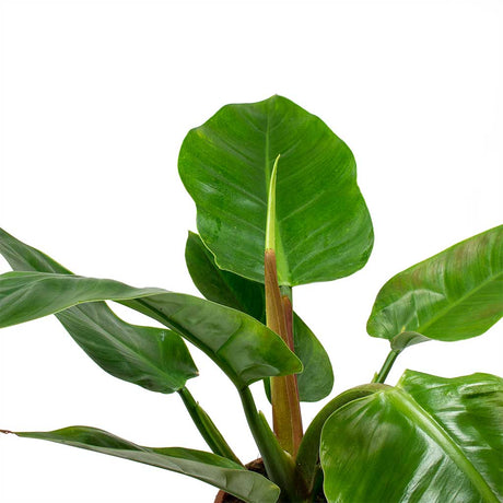 Philodendron