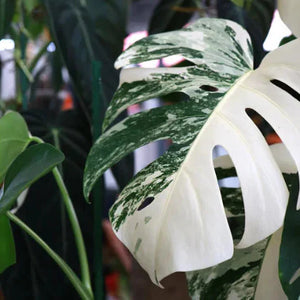 Exclusieve planten