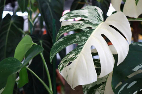 Exclusieve kamerplanten