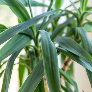 Yucca (Palmlelie)