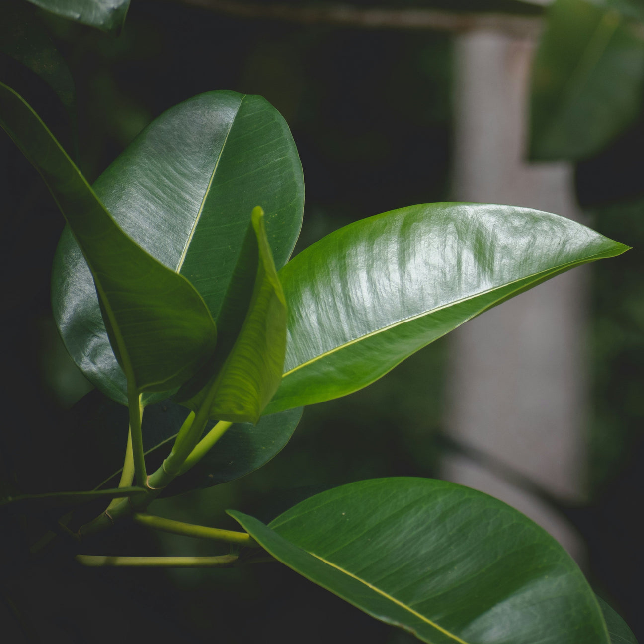 Ficus (Rubberboom)