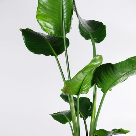 Strelitzia (Paradijsvogel)