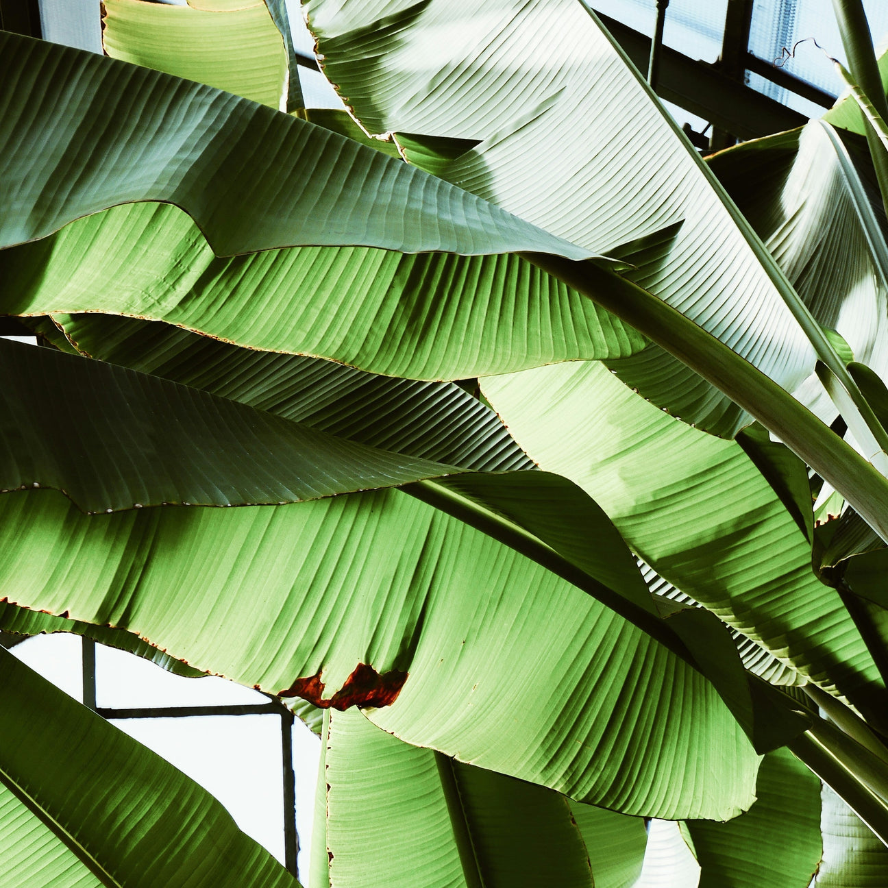 Musa (Bananenplant)