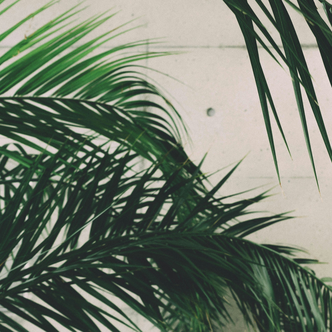 Arecaceae (Palmen)