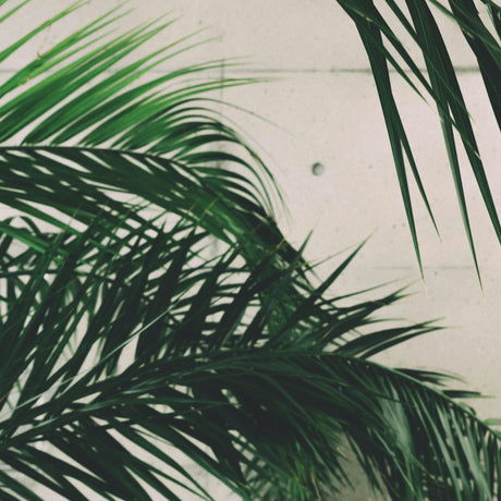 Arecaceae (Palmen)