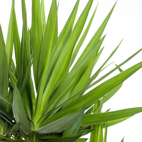 Yucca (Palmlelie)