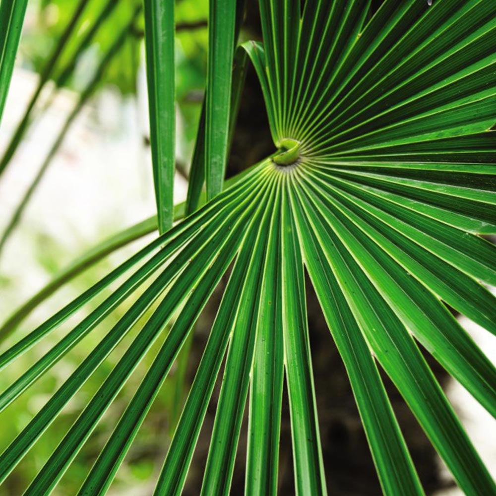 Trachycarpus Fortunei ↕ 180 cm hoog  ⟷ 30 cm pot