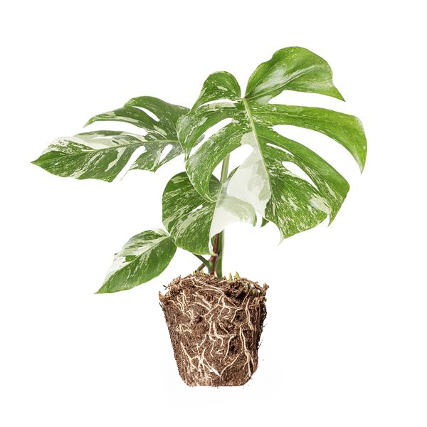 Monstera Deliciosa Variegata  ↕ 45 cm hoog  ⟷ 15 cm pot