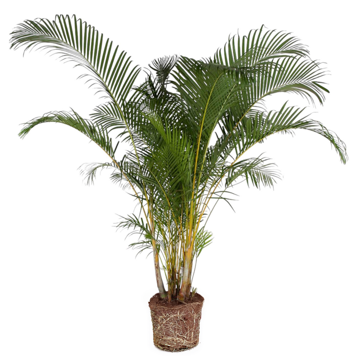 Dypsis Lutescens ↕ 230 cm hoog  ⟷ 48 cm pot