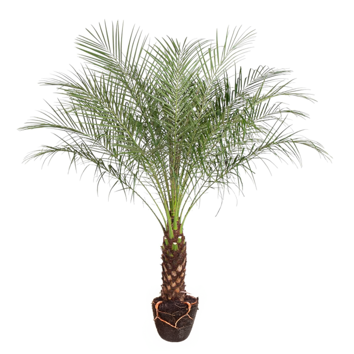 Phoenix Roebelenii ↕ 170 cm hoog  ⟷ 32 cm pot