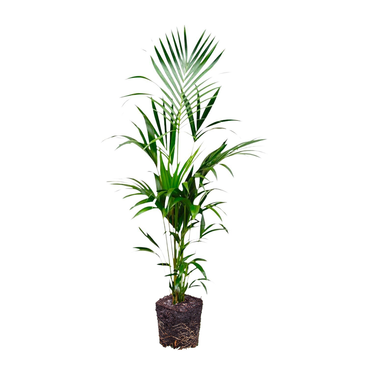 Kentia palm ↕ 180 cm hoog  ⟷ 24 cm pot