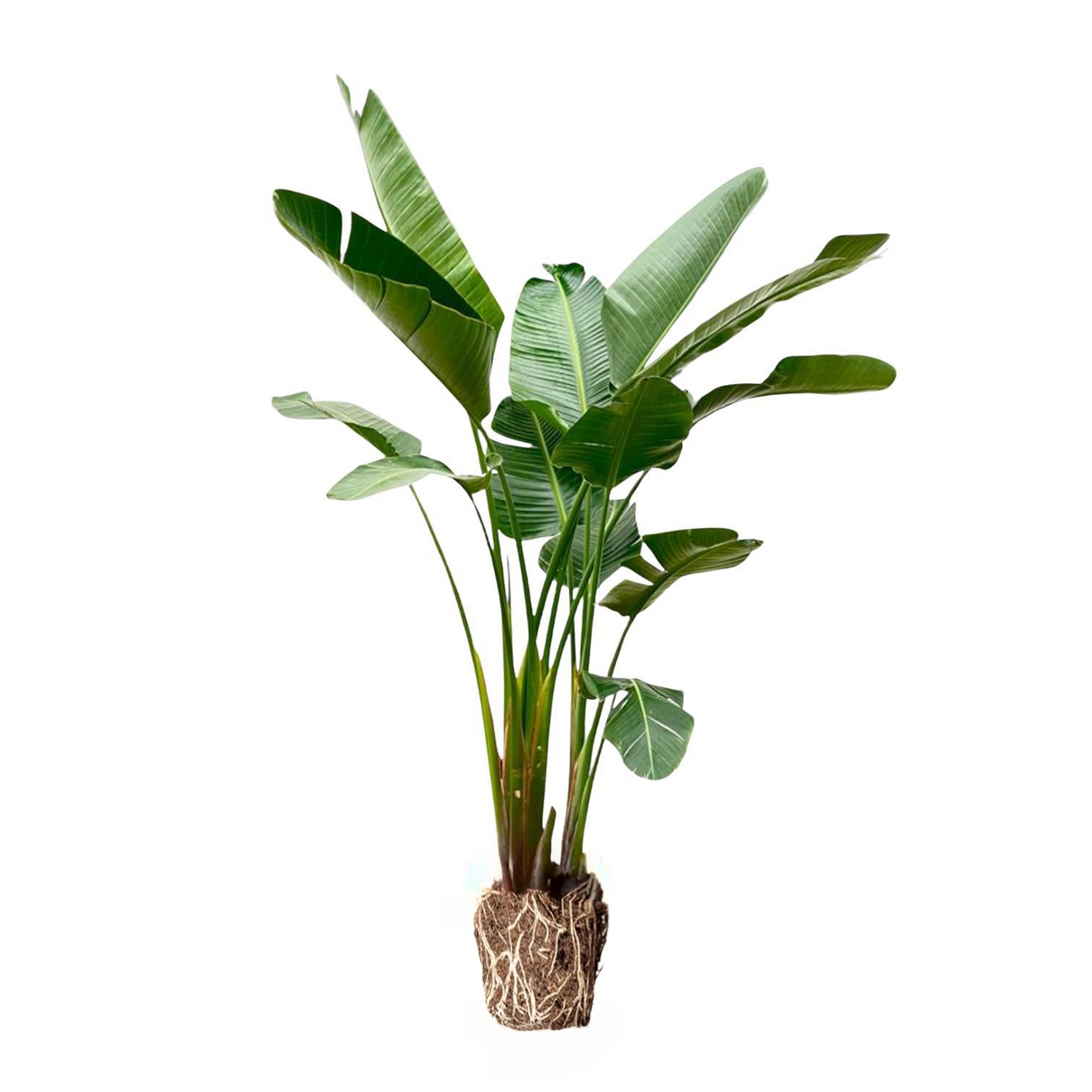 Strelitzia Augusta Luxe ↕ 240 cm hoog  ⟷ 38 cm pot