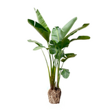 Strelitzia Augusta Luxe ↕ 240 cm hoog  ⟷ 38 cm pot