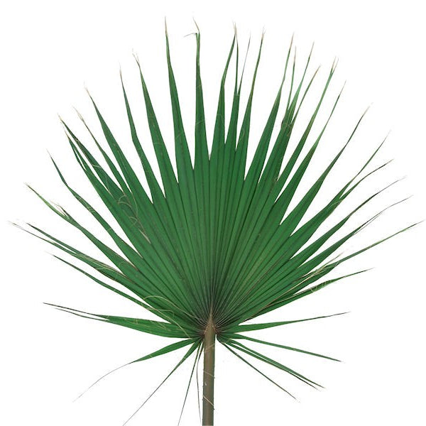 Washingtonia Robusta ↕ 100 cm hoog  ⟷ 21 cm pot