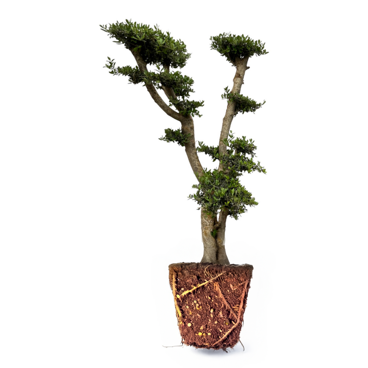 Olea Europaea Pompon ↕ 180 cm hoog  ⟷ 55 cm pot