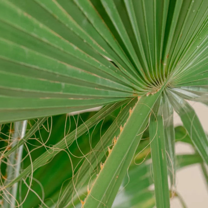 Washingtonia Robusta ↕ 100 cm hoog  ⟷ 21 cm pot