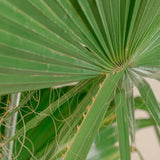 Washingtonia Robusta ↕ 100 cm hoog  ⟷ 21 cm pot