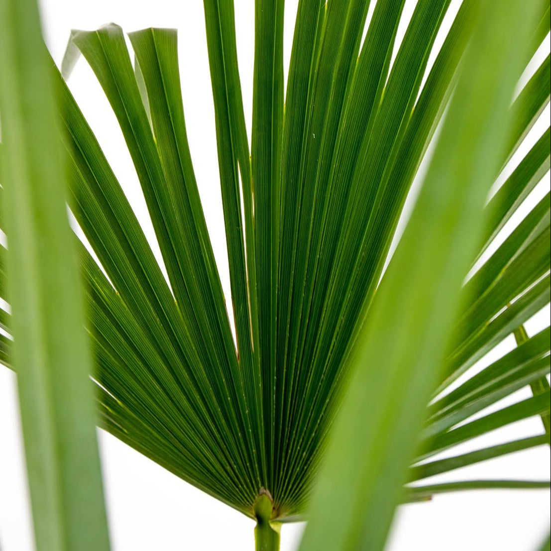 Trachycarpus Fortunei ↕ 180 cm hoog  ⟷ 30 cm pot