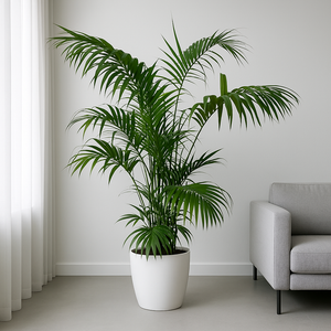 GIGA kamerplanten 3XL